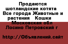 Продаются шотландские котята - Все города Животные и растения » Кошки   . Московская обл.,Лосино-Петровский г.